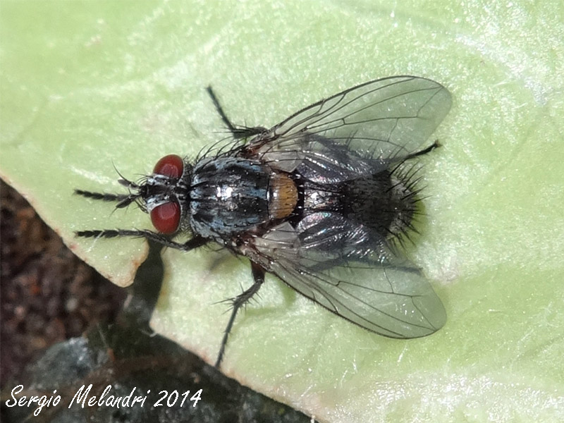 Tachinidae ?